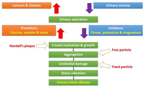 erotiths|Kidney stone disease .